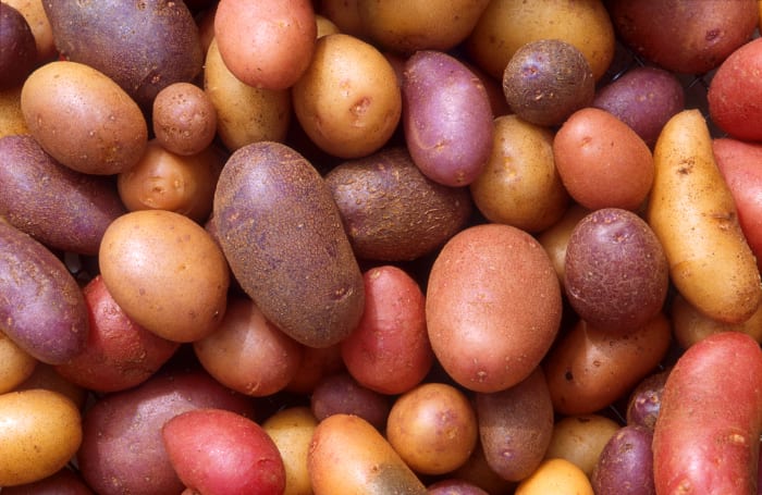 There are nearly 4,000 varieties of potato now in existence, 99% of which can be traced directly back to early Chilean and Peruvian wild potatoes.