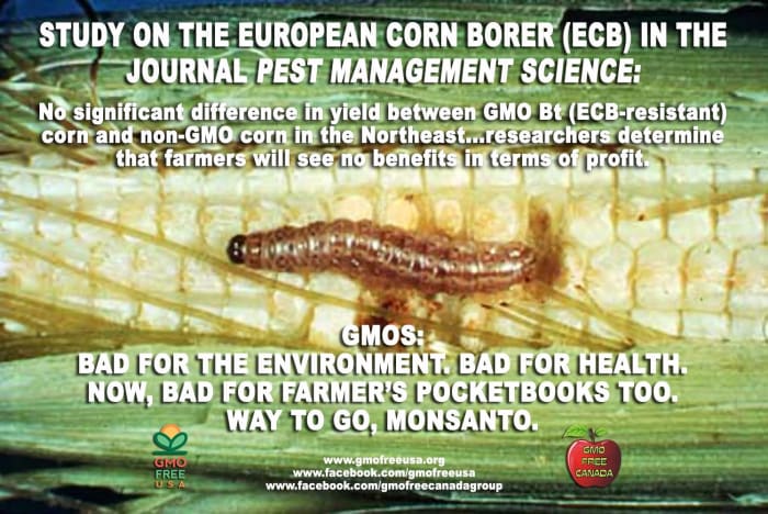 GMO is bad for health, bad for the agricultural economy and bad for the environment. GMO is only good for the pockets of the richest elitists.