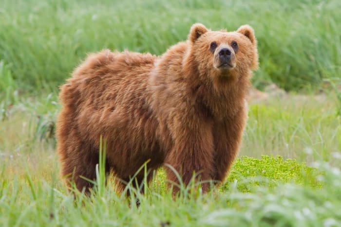 Oops! Wrong type of bear. Great shot by Yathin, though.