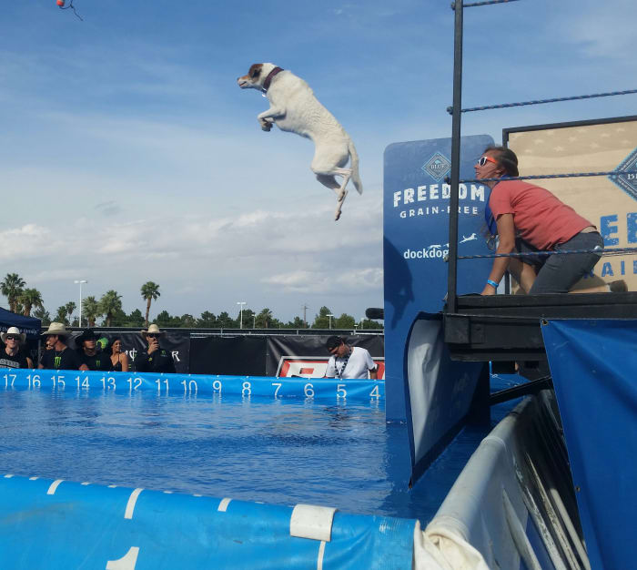 One of the "Dock Dogs" performing in a canine aquatic competition. These dogs were amazing!
