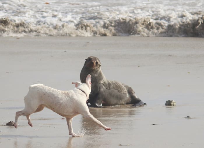 The owner of this dog should not have let him loose on the beach. Dogs can cause serious injury to wild animals who are not used to defending themselves against domesticated animals.