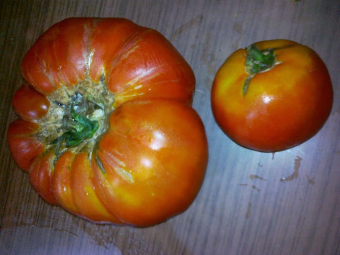 Organic and a GMO tomator