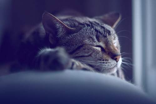 To truly master the art of idleness one needs to arrange to be reincarnated as a cat.
