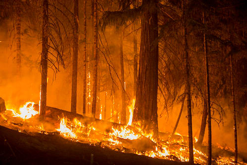 A hotter climate means more forest fires releasing more carbon dioxide creating a hotter climate.