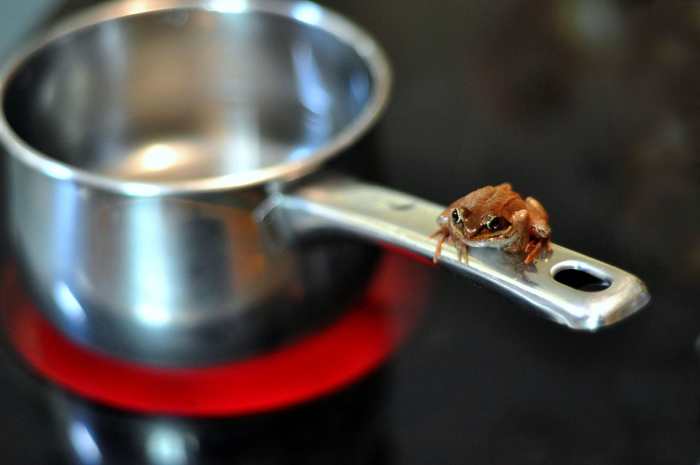 Photograph of a Frog on a Pan (2010); Photograph by James Lee courtesy of Wikimedia Commons. The Photographer has released this work with some rights reserved (see license): https://creativecommons.org/licenses/by/2.0/deed.en