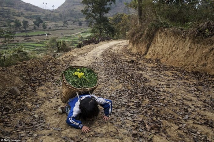 'Left behind' child Luo Hongni, 11, collapses from the weight as she carries flowers while doing chores in the fields in Anshun, China (Daily Mail.com 2017)