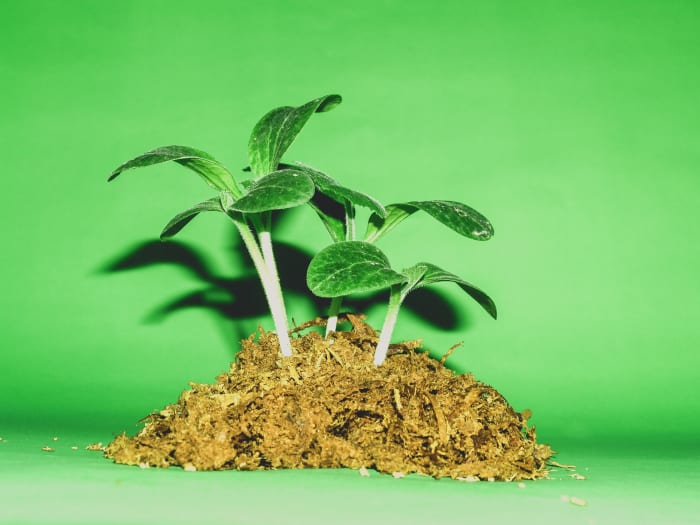 An average tree absorbs about 22 kg of carbon dioxide a year, so 909 newly planted trees would be needed to offset the average American’s annual carbon footprint.