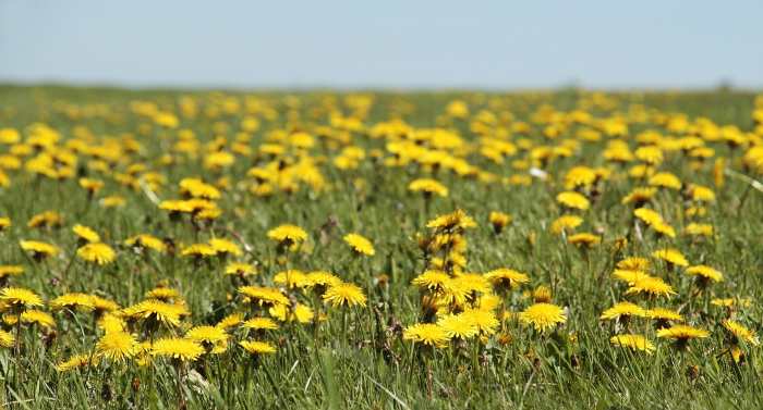 Ask anybody with a lawn about dandelions and the response will be Grrrr Snort.
