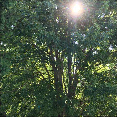 Plants use sunlight energy to capture carbon dioxide and build the ingredients of life.