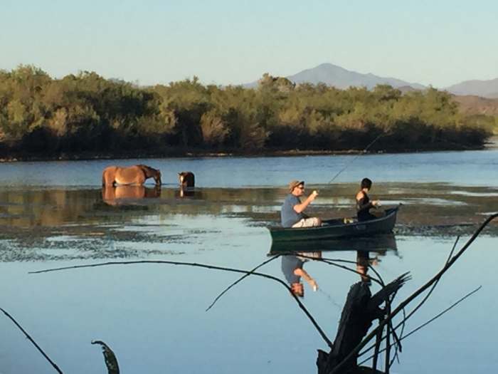 The wild horses in this area are used to humans and tend to ignore them unless the humans get too close at which point the horses run away.