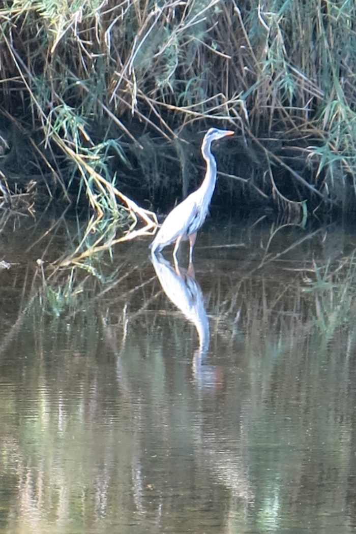 Mustangs are not the only wildlife in the Tonto National Forest. Area surrounding Salt River supports an abundance of wildlife in addition to the mustangs.