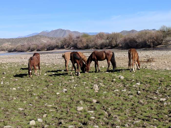 Wild horses grazing on seaweed on bank of Salt River in Tonto National Forest, AZ