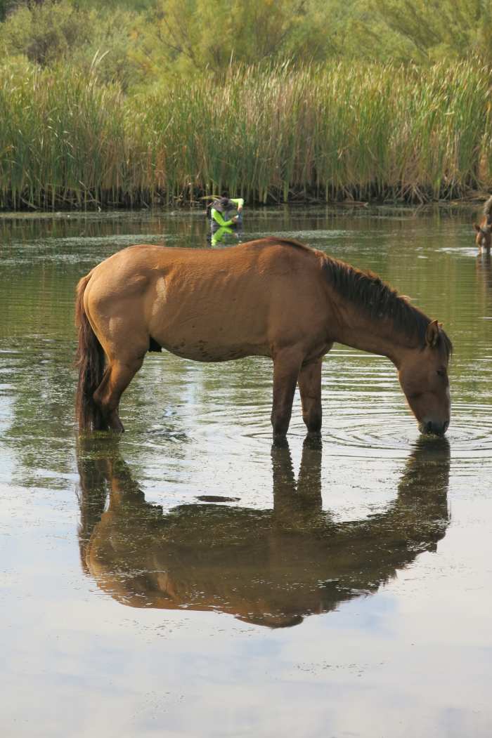 Wild Horse enjoying early evening snack of seaweed in Arizona's Salt River