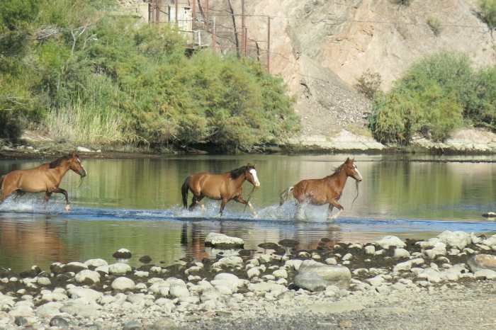 Group of mustangs, with seaweed they have been grazing on in the river hanging from their mouths, cross Salt River heading for grasslands on other side.