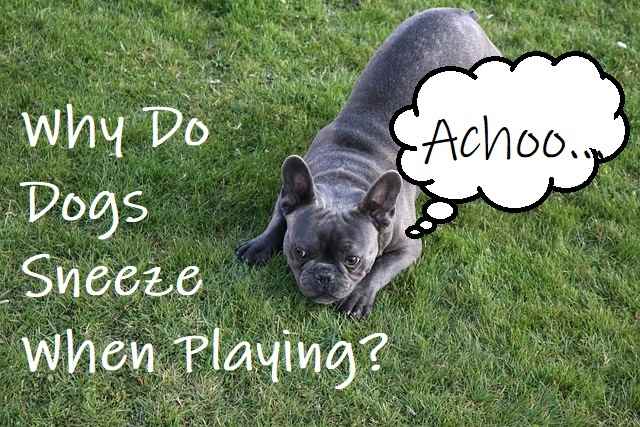 The play sneeze in dogs may happen for various reasons.