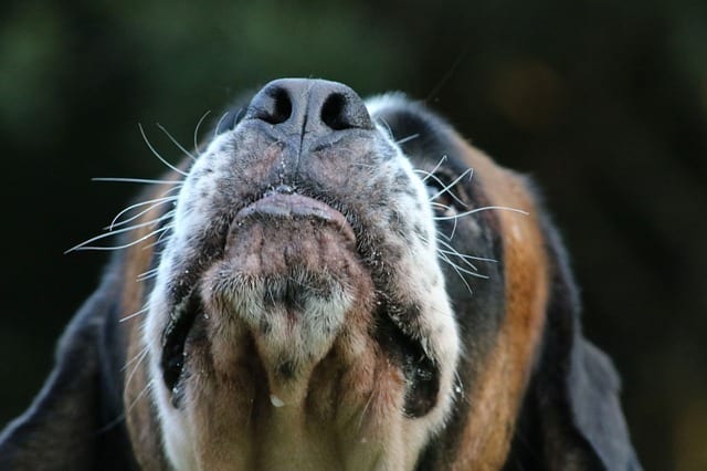 Once a trigger is detected, special signals are sent to the brain to initiate the sneeze through the trigeminal nerve network.