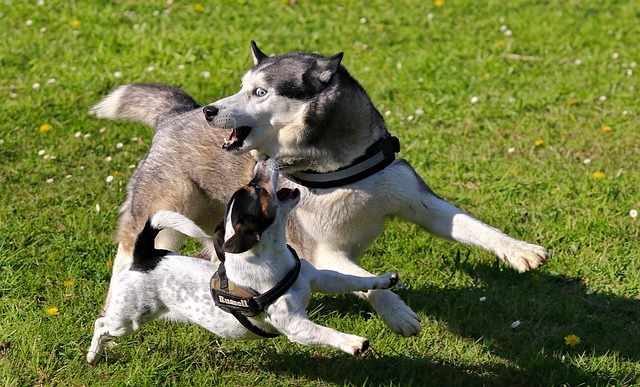 Play can sometimes get rough and dogs need to tone things down a bit.