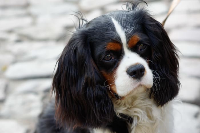 The Cavalier King Charles Spaniel is a great dog around kids.