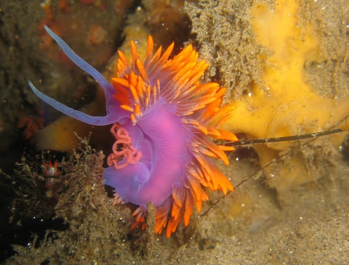 The Spanish Shawl