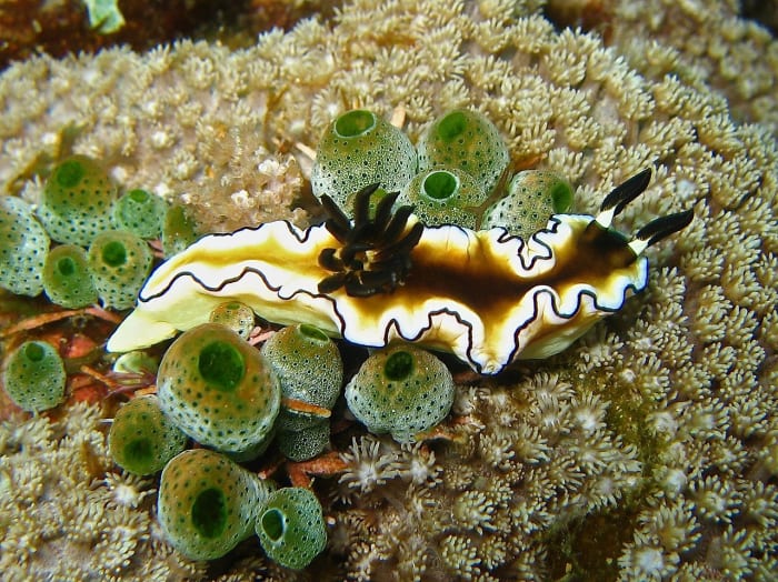 Glossodoris atromarginata in the Philippines