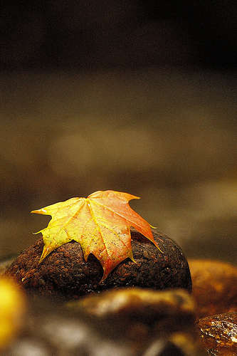 a paper showing the mysterious of nature. A dead leaf but a piece of a paper makes it eternal.