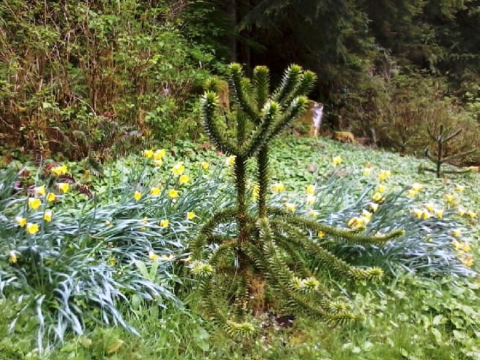 A young (double) Monkey Puzzle tree in amongst the daffodils, and a second one in the background..