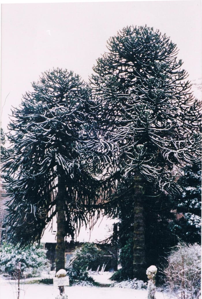 The male and female (left) Monkey Puzzle trees (in snow) were still producung viable seed up to 10 years ago until the female tree succumbed to old age.