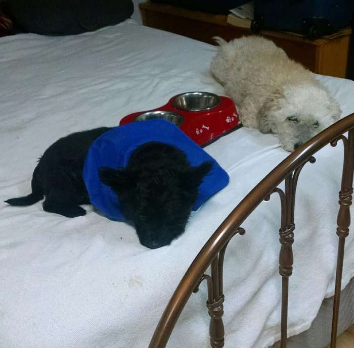 My nephew's pups love their Momma (my nephew's Mother) who they have lived with since his death. They are sufficiently spoiled...Momma puts a bit of dry food on the bed in their dishes for a snack.