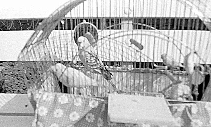 My budgie Tony enjoying the summer sunshine in the back garden. The other bird was a life-size toy one, which he seemed to think was real.