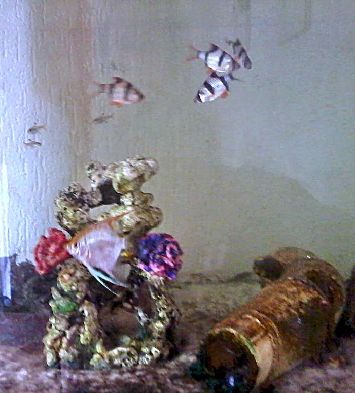 Some of my tropical fish today - my love of fish started as a child, when I won goldfish at the funfair.