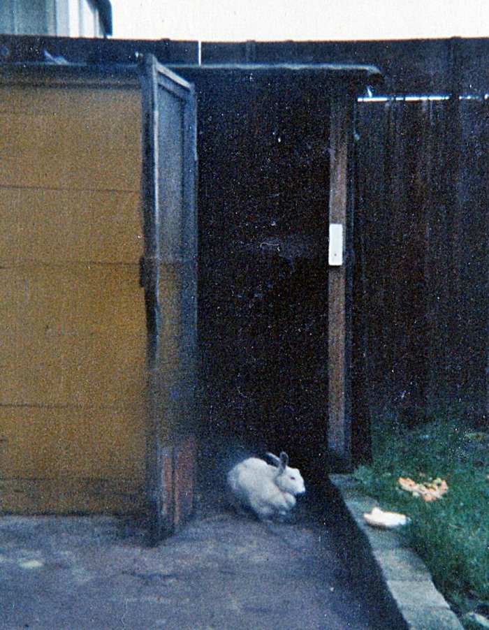 My rabbit Snowball in the doorway of his spectacular and massive hutch and run, which my dad had made especially.