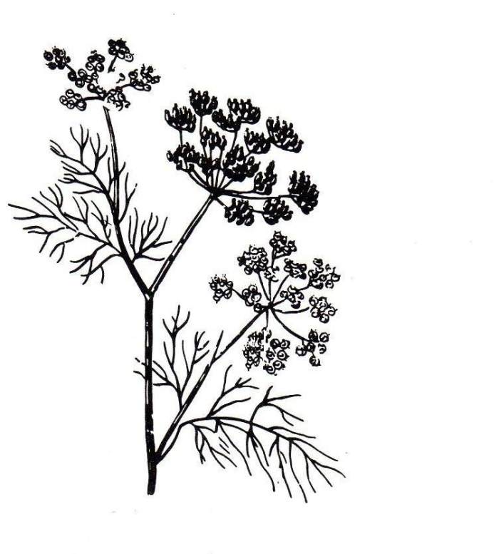 The Giant Fennel looked almost like dill, but bigger and the smell is different. Fennel is for strength and courage, and long life. It is said that Fennel will restore lost vision.