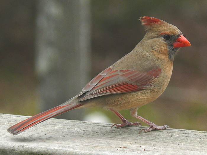 File: Northern Cardinal Female -27527.jpg Ken Thomas 2007-02-25 PD-self
