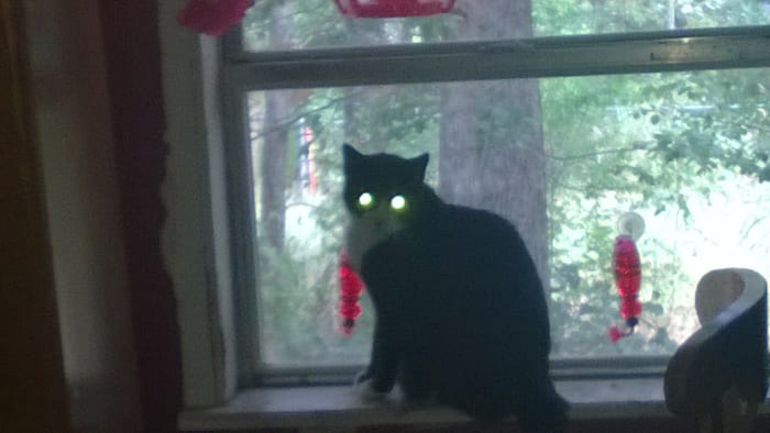 It spread from cat to cat until they were all capable of beaming the green light, even this kitty, our old Grimalkin Goo.