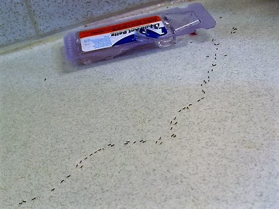 "He also noticed they had a destination; an ant trap his mother had placed in his room to rid the place of this infestation. "
