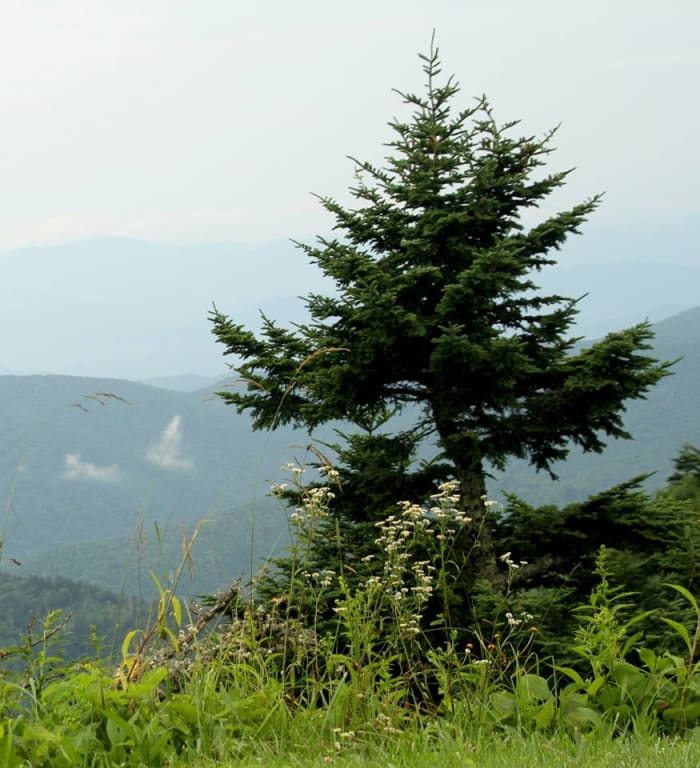 We must use common sense when balancing nature and the needs of humanity.