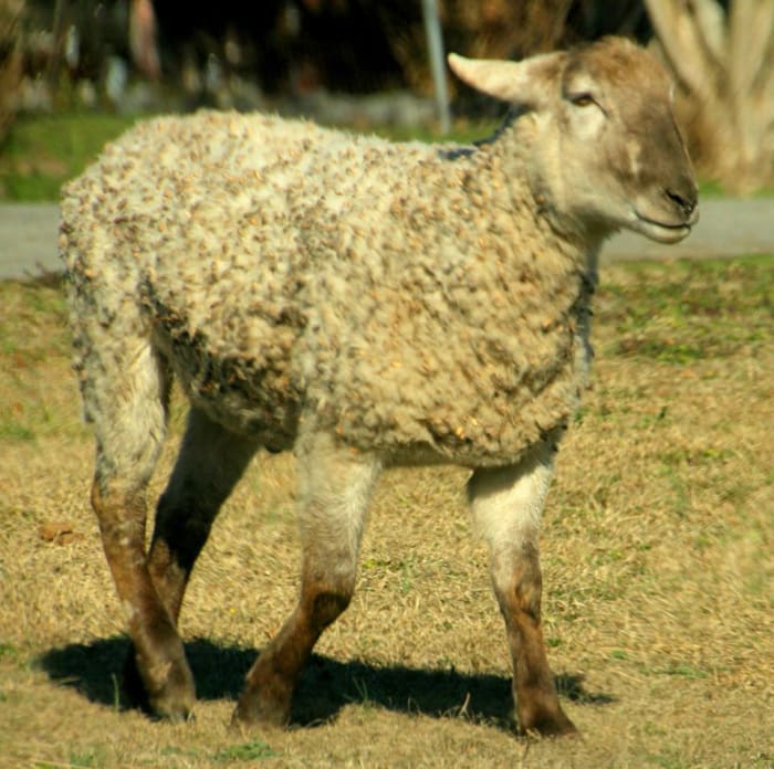 Shepherds and their flocks are important in the story of the birth of Jesus Christ.