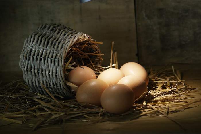Mandy loved gathering the warm eggs every morning and would perhaps miss this chore most of all of them. How could it even be considered a chore?