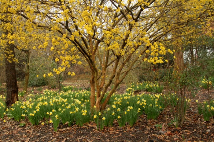 Flowers are some of the first plants to know spring has arrived.