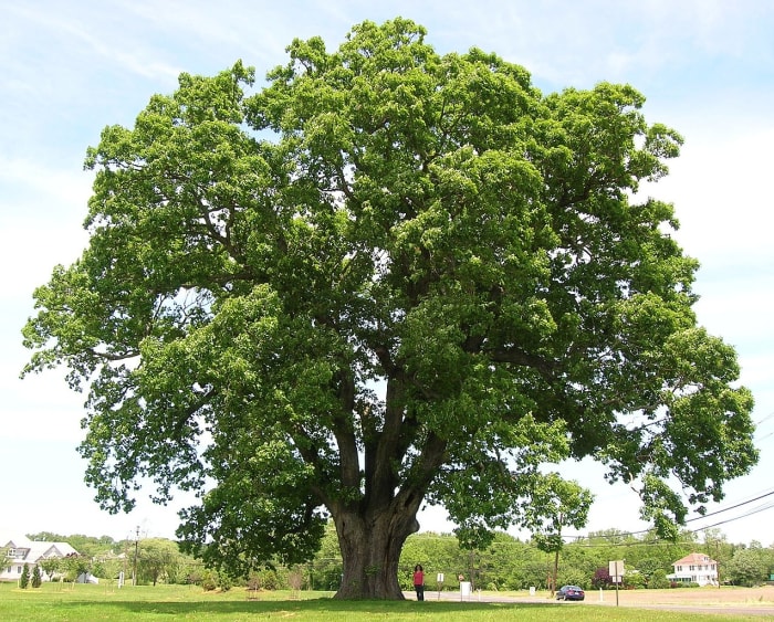 The Keeler oak tree is a white oak (Quercus alba) located in New Jersey. It's believed to be around 300 years old.