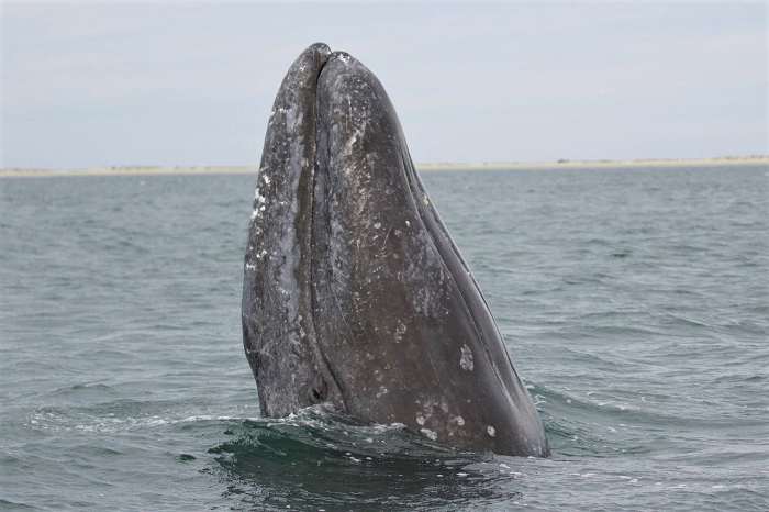 A gray whale spyhopping