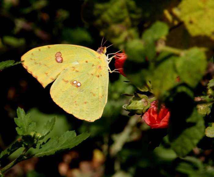 (Cloudless Sulphur) Butterflies are interesting insects for many reasons.