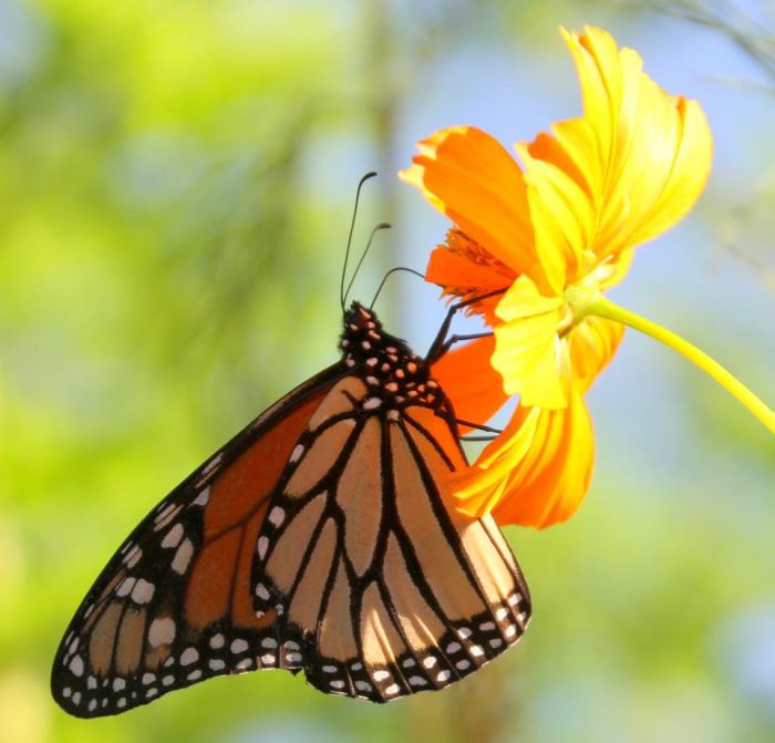 Monarchs compete with other creatures, such as humans, for natural habitat.