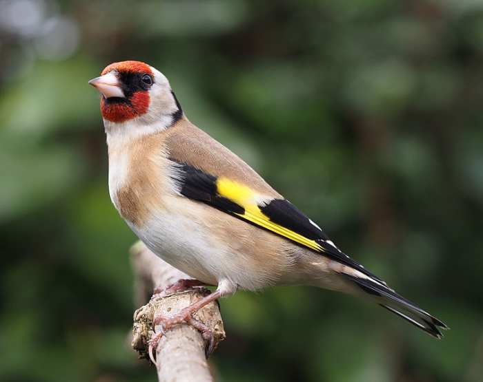 Gregarious Goldfinch
