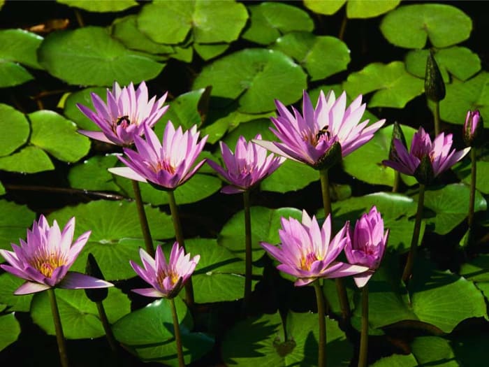 Images of nature can instill a feeling of calm and help us to respond to others in a gentle way. Surround yourself with nature, and you may become more gentle.