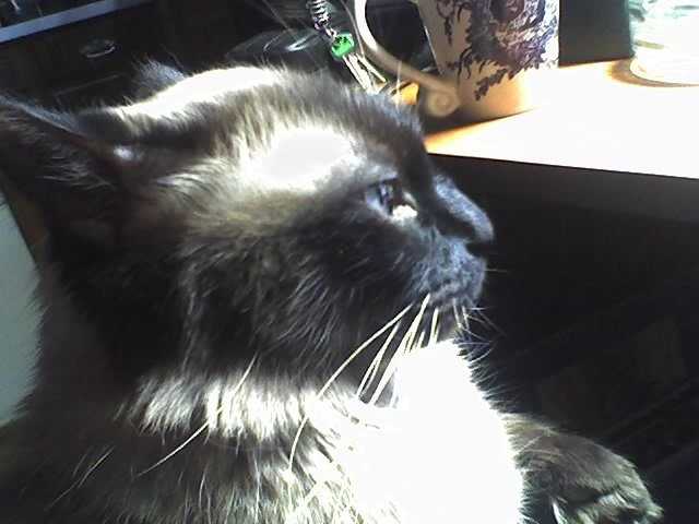 Cats know they're cool. Writers and artistic people need to develop that independence and trust their own judgment -- if your writing pleases you, then your readers will love it. We're sometimes our own worst critics.