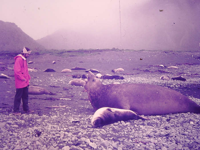 Here the author is being told quite firmly by a young bull elephant seal to "Keep off my patch" on MacQuarie Island's shores.