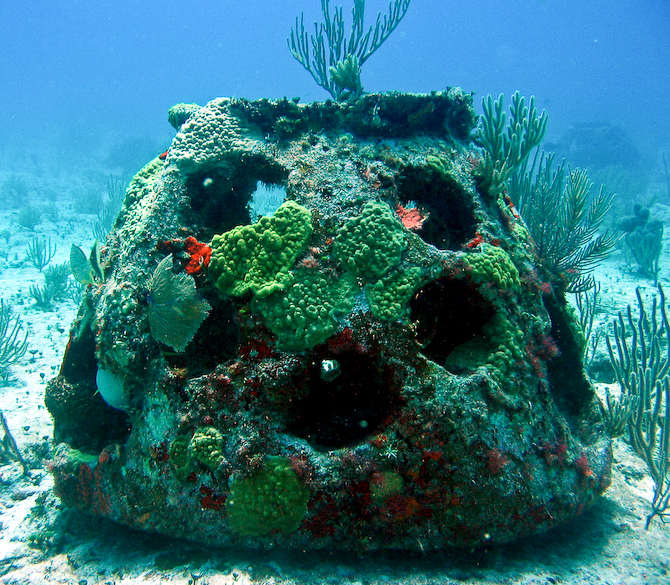 This reef ball is doing its job nicely, with little to none of the concrete showing anymore it is growing an abundance of coral, plants, and wildlife.