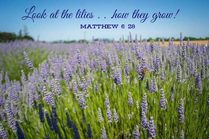 "Look at the lilies of the field and how they grow. They don’t work or make their clothing, yet Solomon in all his glory was not dressed as beautifully as they are." (Matthew 6: 28, 29 NLT) Photo by Visitor7