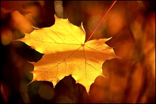 A beautiful leaf in fall lighting